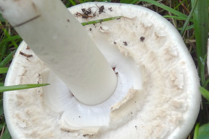 DSC01211Agaricus-xanthoderma.jpg