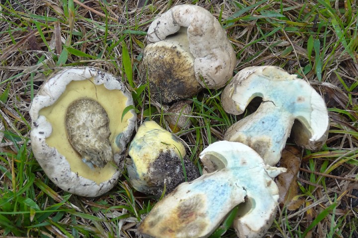 DSC01239boletus-radicans.jpg