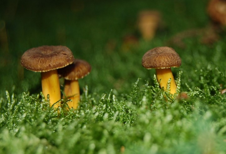 Craterellus.jpg