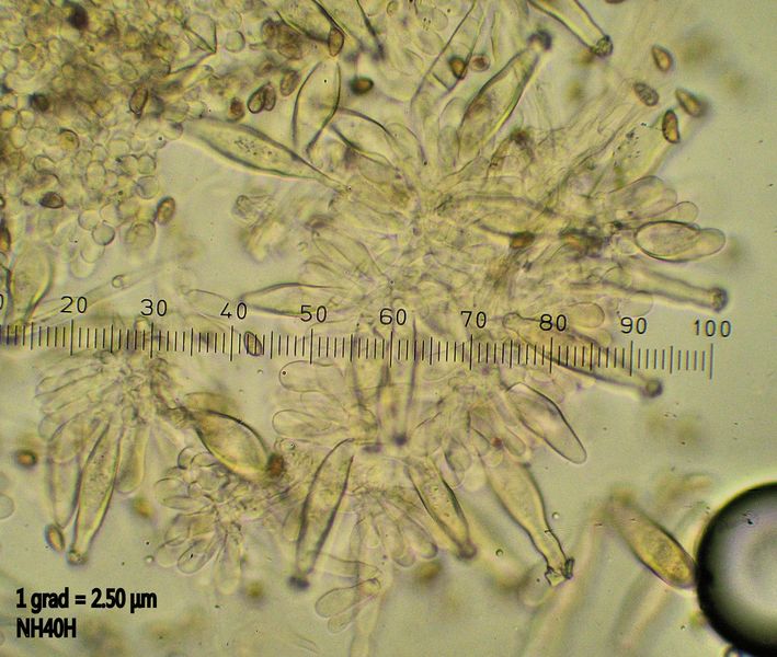 Cf Aurivenia cheilos 1.JPG