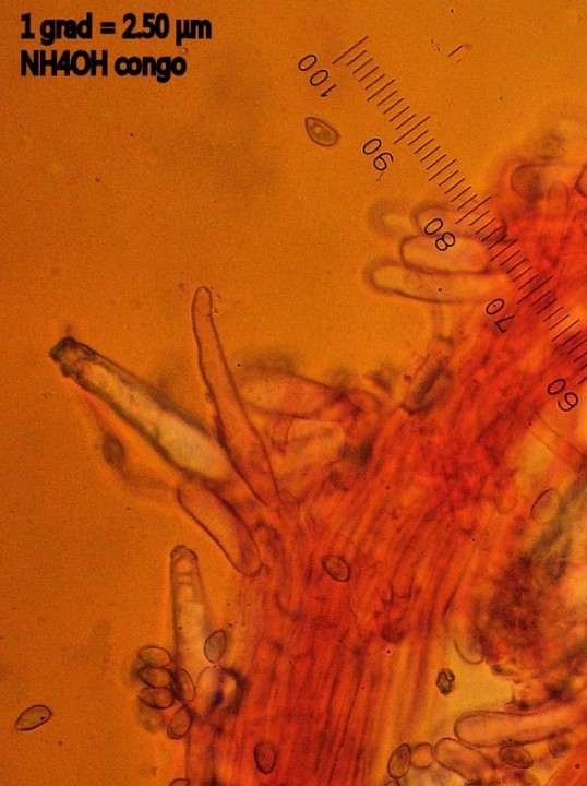 Cf Aurivenia caulocystides sup 5.JPG