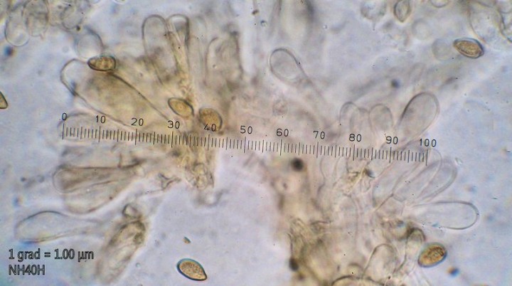 Cf Aurivenia paracystides détail.JPG