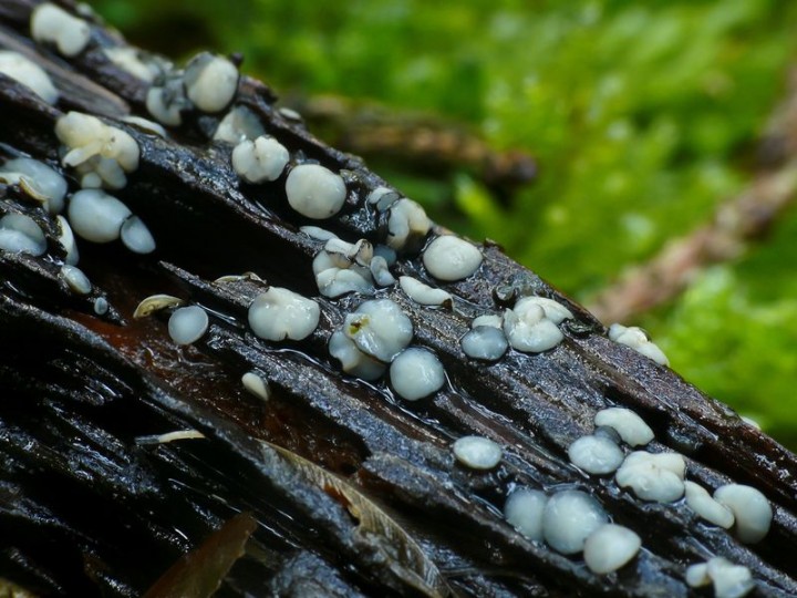 mollisia sp067.JPG