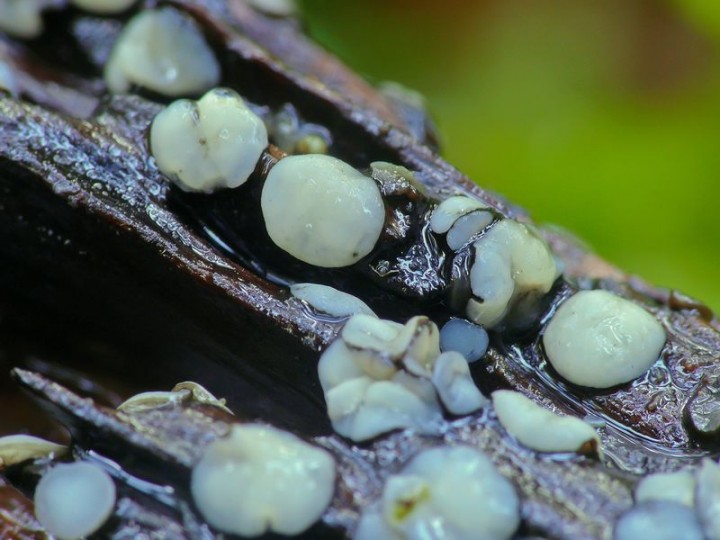 mollisia sp066.JPG