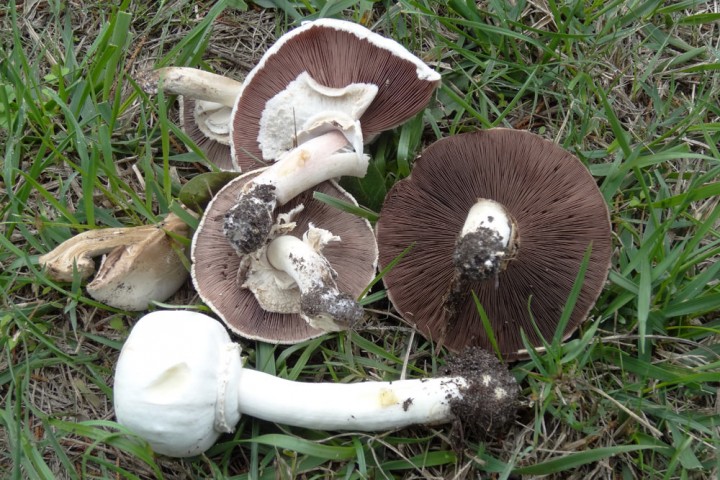111012-(43)Agaricus-arvensis.jpg