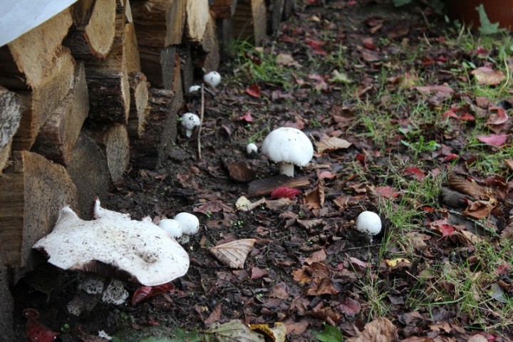 jardin 11-10-2012 012.jpg