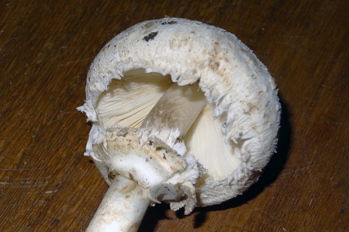 DSC01321macrolepiota-xanthoderma (2).jpg