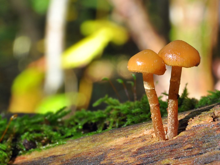 Galerina_marginata_1.jpg