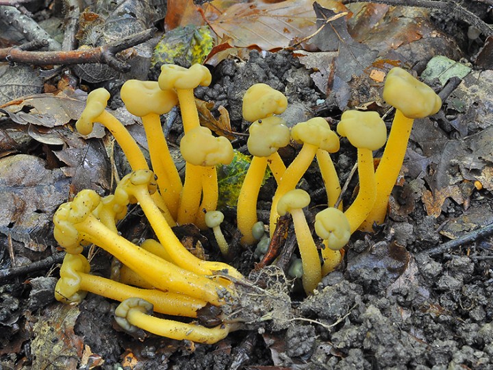 Leotia_lubrica_2.jpg