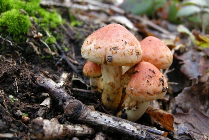 DSCN3171.jpg