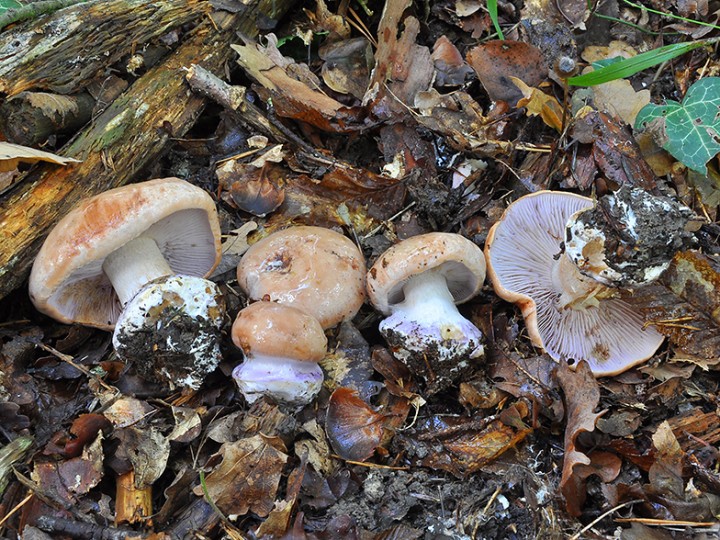 Cortinarius_arcuatorum.jpg