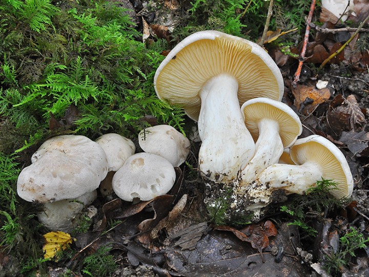 Entoloma_lividum_1.jpg