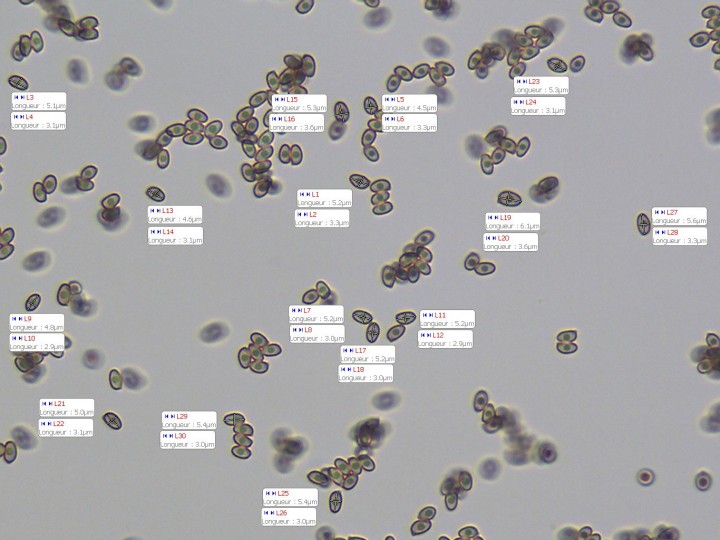 spores.jpg