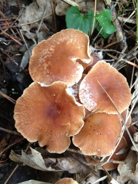 photo_3(10).JPG