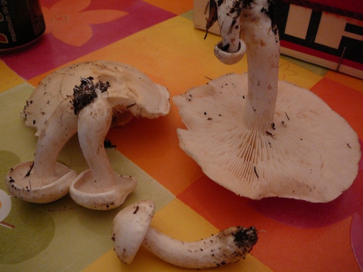 P1020334.JPG