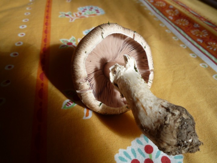 champignon-111.jpg