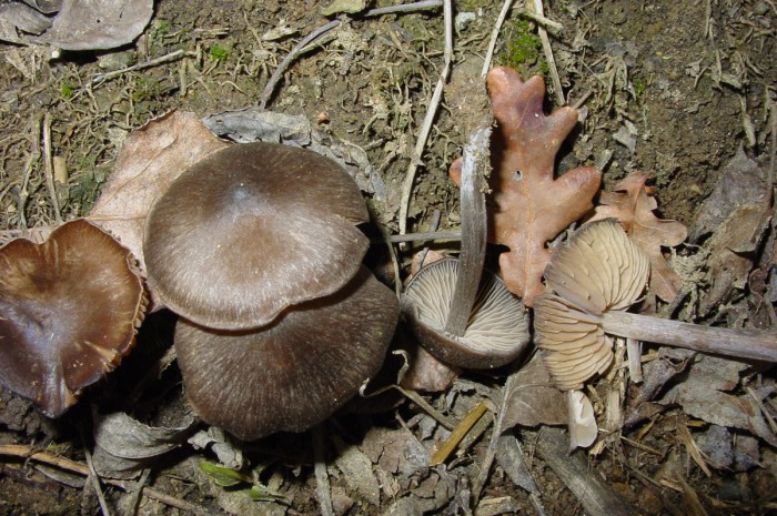 entolome0.jpg