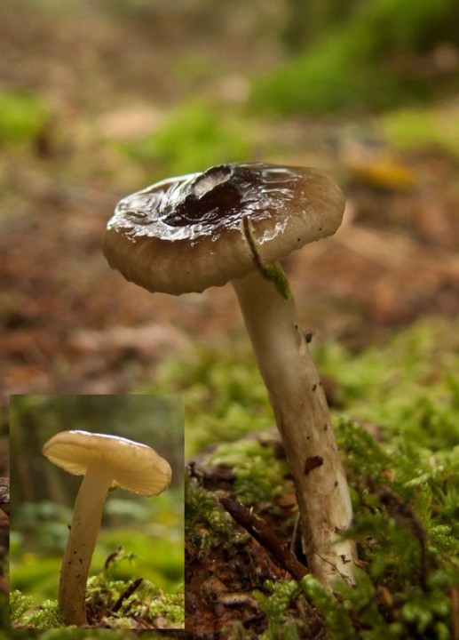 Htgrophorus olivaceoalbus (moi) compo.JPG