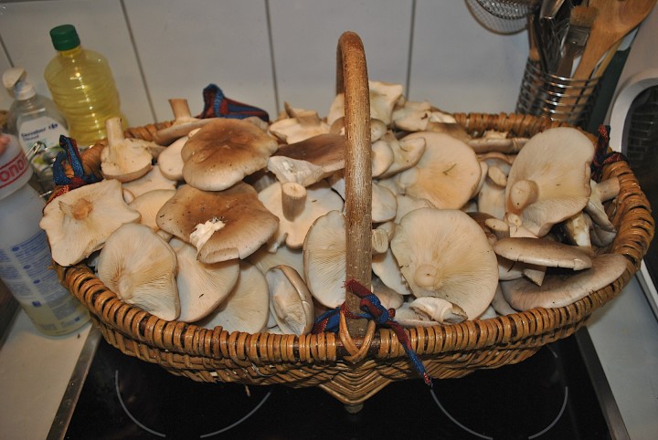 champi005.jpg