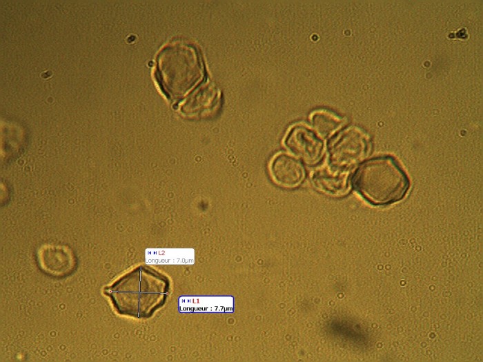 entolome3.jpg
