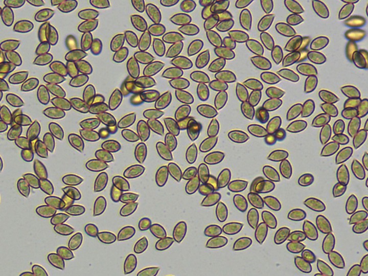 spores.jpg