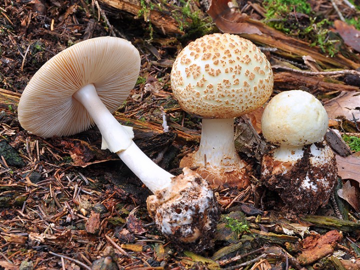 Amanita_citrina_2.jpg