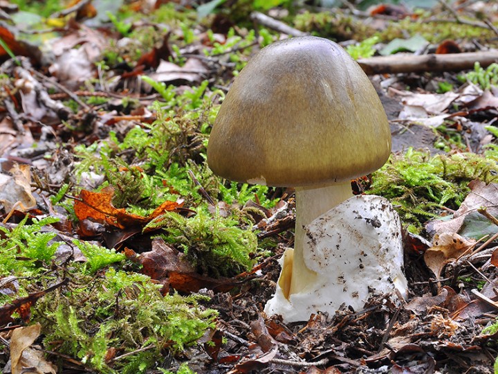 Amanita_phalloides_3.jpg