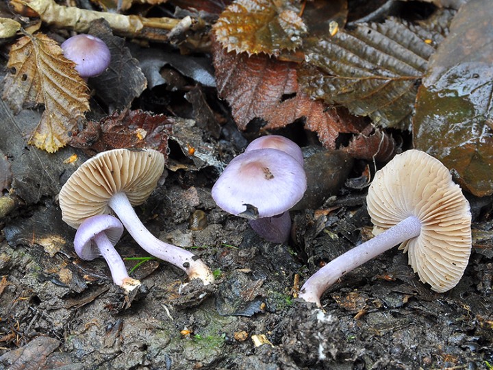 Inocybe_geophylla_var_lilacina.jpg