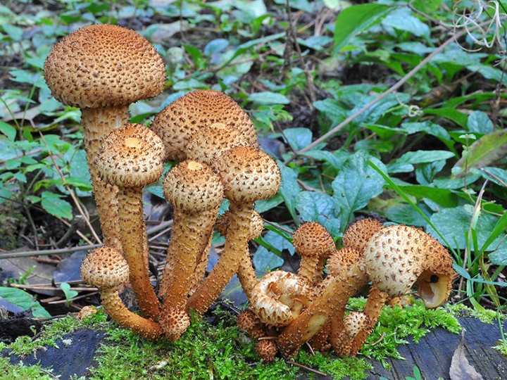 Pholiota_squarrosa_2.jpg