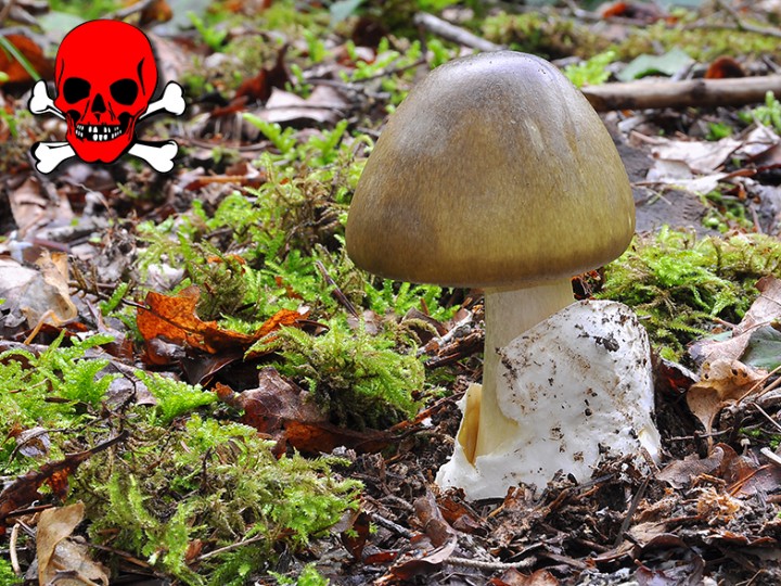 Amanita_phalloides_3.jpg
