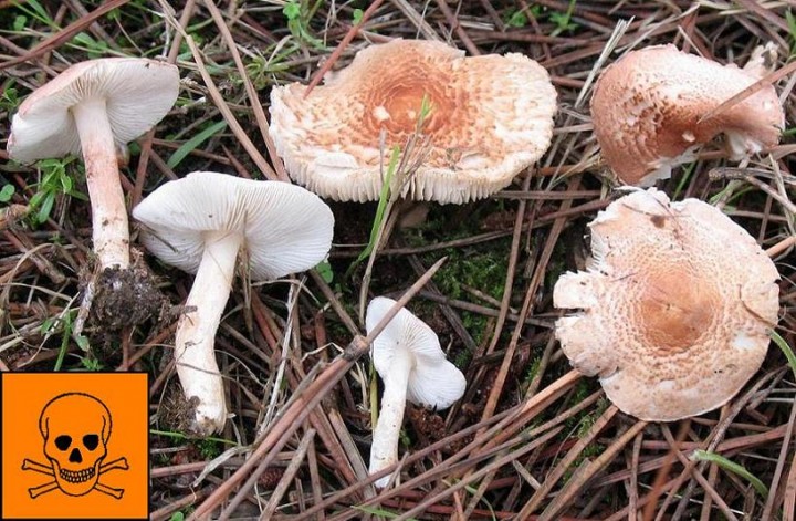 Lepiota.JPG