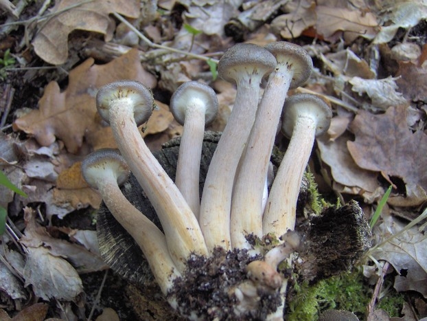 cespiteux 1.JPG