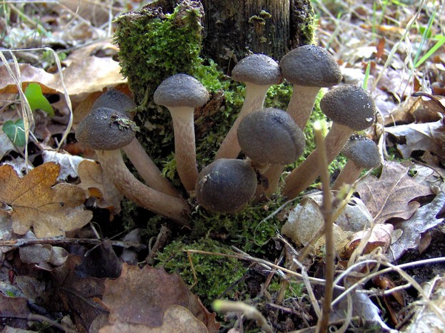 cespiteux.JPG
