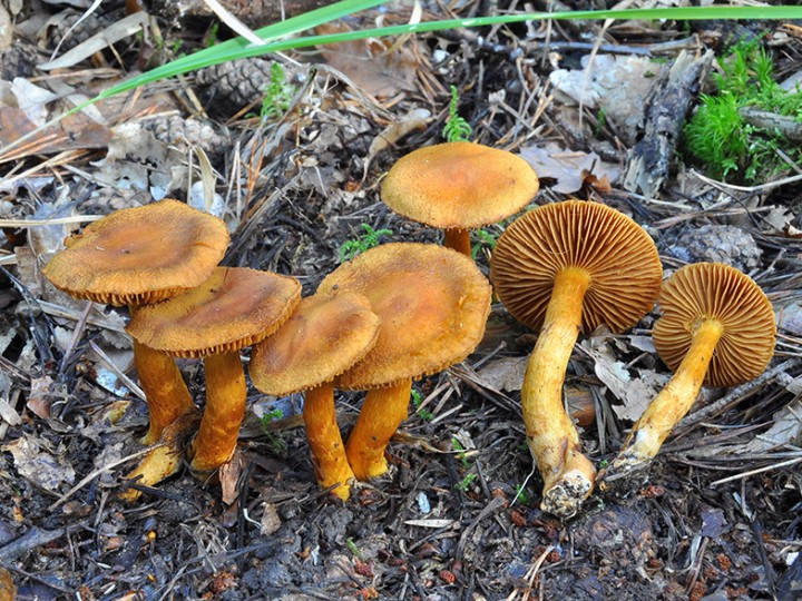 Cortinarius_callisteus_1.jpg