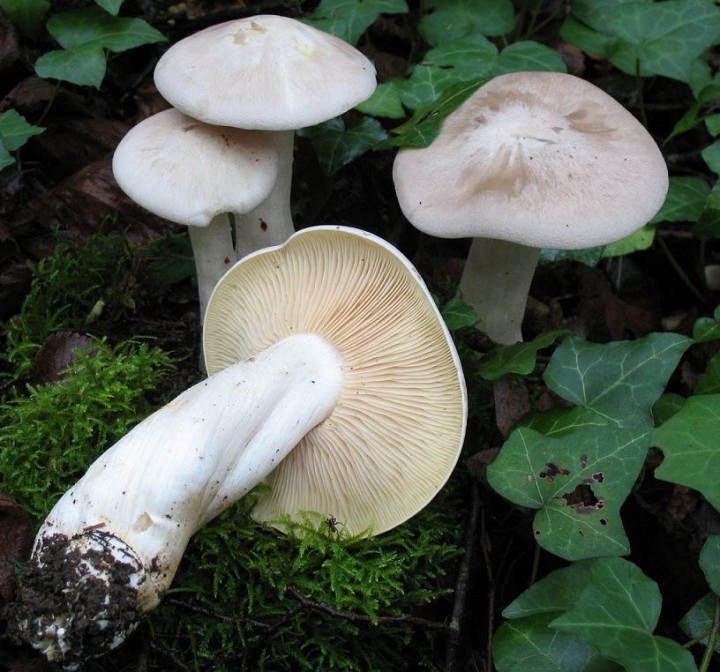 Entoloma.JPG
