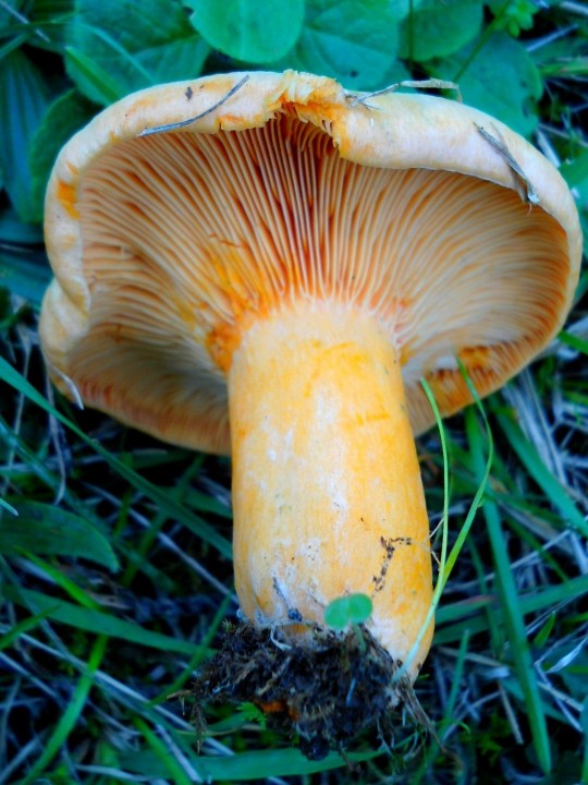 DSC00420.JPG