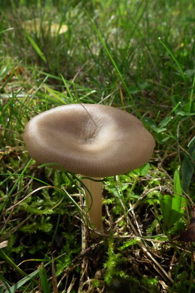 libellules 728.jpg