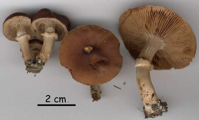 Agrocybe_erebia(99090603)roisinb2.jpg