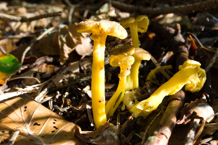_DSC0881.jpg