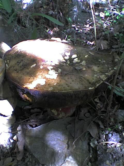 bolet1.jpg