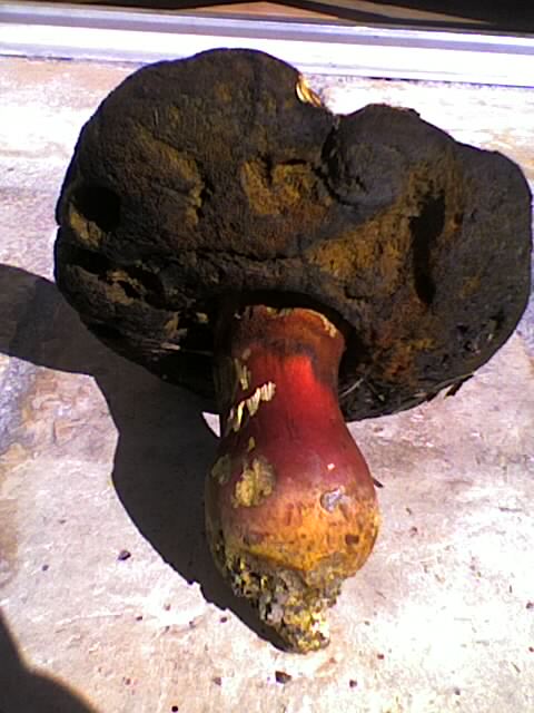 bolet3.jpg