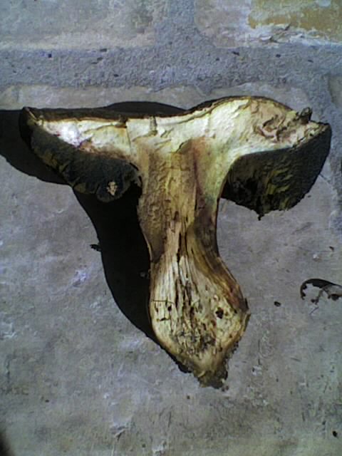 bolet4.jpg