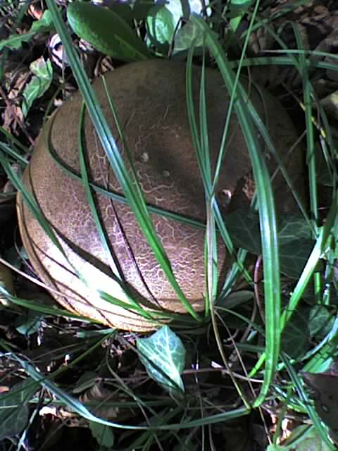 bolet5.jpg