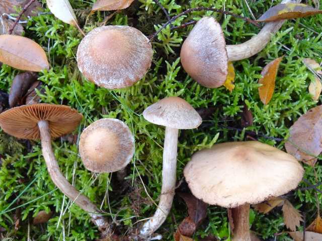 Cortinarius disjungendus xxx Ry de Rome 23 oct 2012 (40)-redim640.JPG