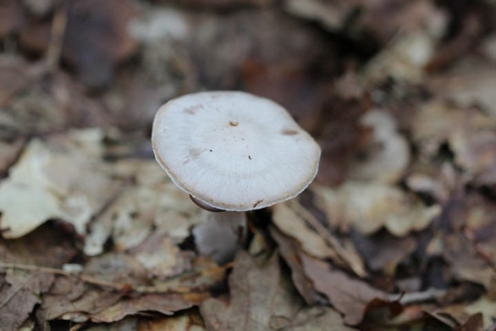 champignons 24-10-2012 (3).jpg