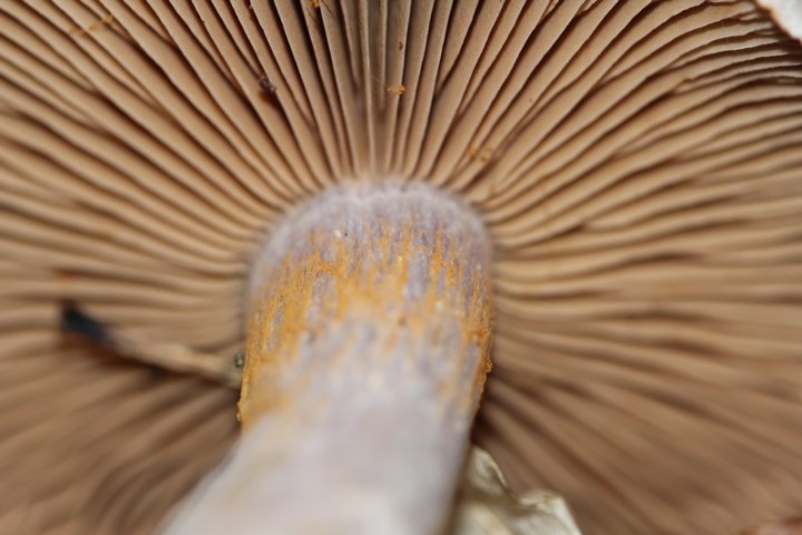 champignons 24-10-2012 (4).jpg