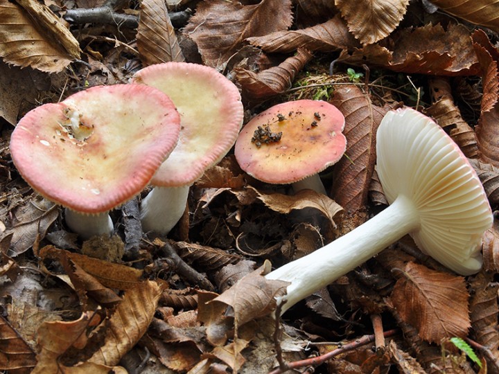 Russula_betularum_var_betularum_fo_dissimilis_1.jpg