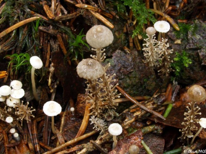 Collybia racemosa-2.JPG