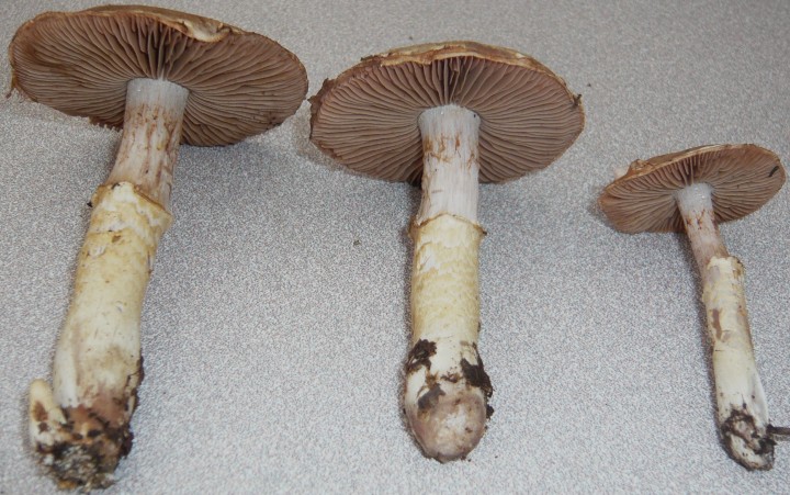 Cortinaire farouche  (Cortinarius torvus)    -forêt de Goviller (54)-        25 09 10 - Copie.JPG
