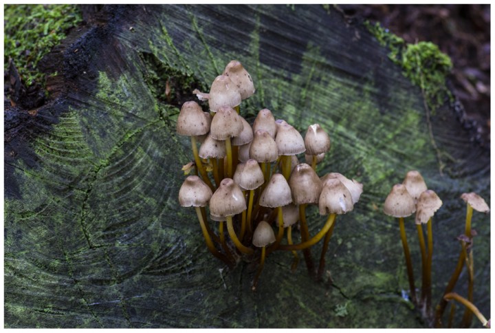 Pluteus1.jpg